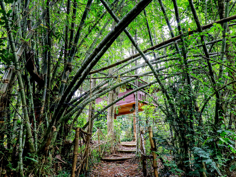 Resort Bamboo walkway & treehouse