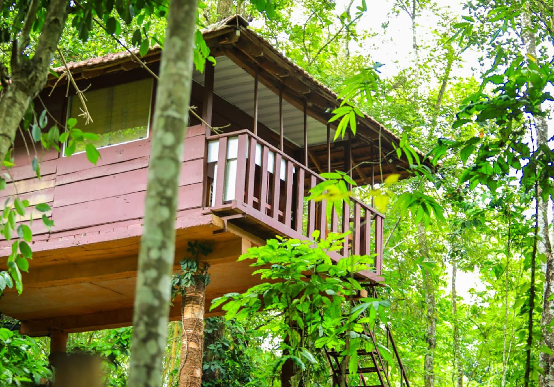 Resort Bamboo walkway & treehouse 3