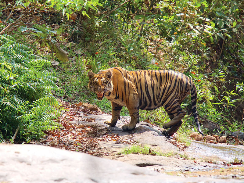 Wildlife Sightseeing tiger